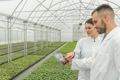Agricultural Engineers using tablet greenhouse. Seedlings Greenh royalty free stock photos Agricultural Engineers using tablet greenhouse. Seedlings Greenh royalty free stock photos