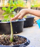 Agricultural plants. royalty free stock photo Agricultural plants. royalty free stock photo