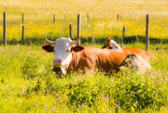 Agriculture biologique avec les vaches heureuses image stock Agriculture biologique avec les vaches heureuses image stock