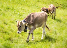 Agriculture biologique avec les vaches heureuses photographie stock libre de droits Agriculture biologique avec les vaches heureuses photographie stock libre de droits