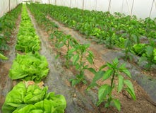 Agriculture biologique, laitue et poivrons en serre chaude photographie stock libre de droits Agriculture biologique, laitue et poivrons en serre chaude photographie stock libre de droits