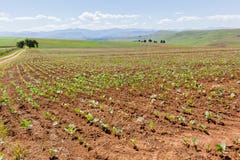 Agriculture du paysage de cultures photographie stock Agriculture du paysage de cultures photographie stock