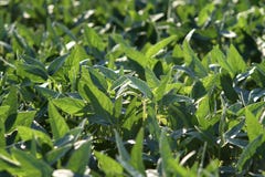 Green cultivated soybean field in late spring stock image Green cultivated soybean field in late spring stock image