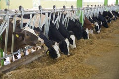 Agriculture industry, farming and animal husbandry concept - herd of cows eating hay in cowshed stock photos Agriculture industry, farming and animal husbandry concept - herd of cows eating hay in cowshed stock photos
