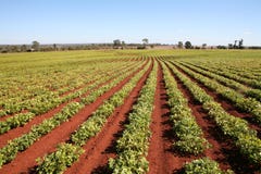 Agriculture, Peanut Field Rows Royalty Free Stock Photography Agriculture, Peanut Field Rows Royalty Free Stock Photography