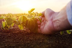 Agronom sprawdza małe soj rośliny w kultywującym agricultu zdjęcia stock Agronom sprawdza małe soj rośliny w kultywującym agricultu zdjęcia stock