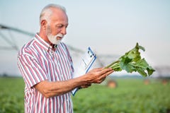 Agronome ou agriculteur supérieur heureux examinant la jeune usine de betterave à sucre dans le domaine image libre de droits Agronome ou agriculteur supérieur heureux examinant la jeune usine de betterave à sucre dans le domaine image libre de droits