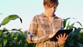 Agronomist женщины используя планшет в аграрном культивируемом кукурузном поле в заходе солнца акции видеоматериалы Agronomist женщины используя планшет в аграрном культивируемом кукурузном поле в заходе солнца акции видеоматериалы