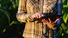 Agronomist женщины используя планшет в аграрном культивируемом кукурузном поле в заходе солнца акции видеоматериалы Agronomist женщины используя планшет в аграрном культивируемом кукурузном поле в заходе солнца акции видеоматериалы