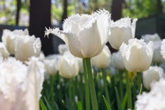Agrupe e feche acima das tulipas bonitas franjadas branco Fotos de Stock Agrupe e feche acima das tulipas bonitas franjadas branco Fotos de Stock