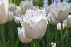Agrupe e feche acima das tulipas bonitas franjadas branco que crescem no jardim Fotos de Stock Royalty Free Agrupe e feche acima das tulipas bonitas franjadas branco que crescem no jardim Fotos de Stock Royalty Free