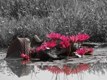 Agua lilly imagenes de archivo Agua lilly imagenes de archivo