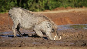 Agua potable de Warthog Agua potable de Warthog
