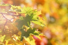Ahornholzbaum im Herbst stockbilder Ahornholzbaum im Herbst stockbilder
