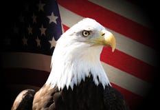 Aigle photo stock Aigle photo stock