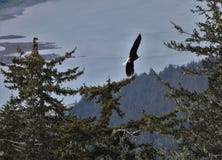 Aigle chauve montant au-dessus des arbres à Juneau Alaska images stock Aigle chauve montant au-dessus des arbres à Juneau Alaska images stock