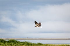 Aigle chauve non mûr en vol au-dessus de marais et de plage de sel images libres de droits Aigle chauve non mûr en vol au-dessus de marais et de plage de sel images libres de droits