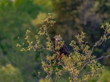 Aigle chauve ?t? perch? dans l'arbre photos stock Aigle chauve ?t? perch? dans l'arbre photos stock