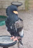 Aigle de Bateleur sur la perche photographie stock libre de droits Aigle de Bateleur sur la perche photographie stock libre de droits
