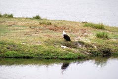 Aigle de poissons africain sur la berge au Botswana photos stock Aigle de poissons africain sur la berge au Botswana photos stock