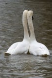 Aimez les oiseaux se penchant sur l'un l'autre sur une rivière images stock Aimez les oiseaux se penchant sur l'un l'autre sur une rivière images stock
