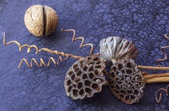 Ainda vida - ikebana de lótus e de bolas secos do coco Fundo de matéria têxtil fotos de stock Ainda vida - ikebana de lótus e de bolas secos do coco Fundo de matéria têxtil fotos de stock