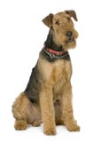 Airedale-Terrier (1 Jahr) Lizenzfreie Stockfotos Airedale-Terrier (1 Jahr) Lizenzfreie Stockfotos