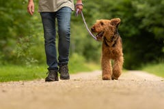 Airedaleterrier Terrier Hundföraren går med hans lydiga hund på vägen i en skog royaltyfria foton Airedaleterrier Terrier Hundföraren går med hans lydiga hund på vägen i en skog royaltyfria foton
