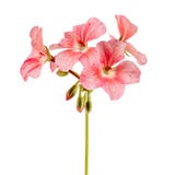 Aislado en la flor blanca del hogar del fondo Pelargonium, el famil imagen de archivo Aislado en la flor blanca del hogar del fondo Pelargonium, el famil imagen de archivo