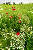 Ajardine com crescimento de flores vermelho do Papaver e da camomila da papoila de milho no prado colorido no campo Campo da mola Imagens de Stock Ajardine com crescimento de flores vermelho do Papaver e da camomila da papoila de milho no prado colorido no campo Campo da mola Imagens de Stock