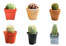 Ajuste de seis cactos isolados no fundo branco com trajeto de grampeamento foto de stock Ajuste de seis cactos isolados no fundo branco com trajeto de grampeamento foto de stock