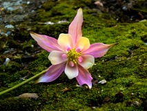 Akelei-Blume stockbild Akelei-Blume stockbild