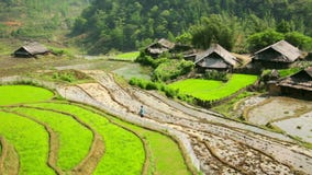 Akha wioski w Sapa, Wietnam, Wspaniały Rice taras zdjęcie wideo Akha wioski w Sapa, Wietnam, Wspaniały Rice taras zdjęcie wideo