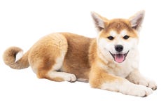 Akita Bellissimi Cani Cani Da Purosangue Fotografia Stock Immagine Di Cute Giapponese