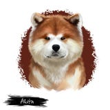 Akita breed digital art illustration isolated on white. Cute domestic purebred animal. Large breed of dog American Akita vector illustration Akita breed digital art illustration isolated on white. Cute domestic purebred animal. Large breed of dog American Akita vector illustration