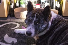 Akita dog lying on a rug royalty free stock photography Akita dog lying on a rug royalty free stock photography