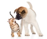 Akita inu puppy dog sniffs bengal kitten. isolated on white Stock Image Akita inu puppy dog sniffs bengal kitten. isolated on white Stock Image