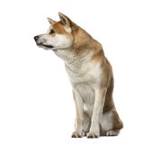 Akita Inu sitting and looking away, 22 months old stock images Akita Inu sitting and looking away, 22 months old stock images