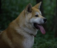 Akita Inu young Dog female stock image Akita Inu young Dog female stock image