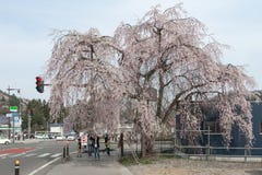 Akita, Japón - abril 27,2014: Sakura en la orilla de Kikonai foto de archivo libre de regalías Akita, Japón - abril 27,2014: Sakura en la orilla de Kikonai foto de archivo libre de regalías