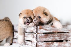 Akita Puppy Stock Images Akita Puppy Stock Images