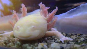 Aksolotl, Meksykański jaszczura Ambystoma Mexicanum lub Meksykańska odprowadzenie ryba, czas rzeczywisty, 4k hd, ultra zbiory wideo Aksolotl, Meksykański jaszczura Ambystoma Mexicanum lub Meksykańska odprowadzenie ryba, czas rzeczywisty, 4k hd, ultra zbiory wideo