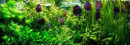 akvariumdiskusfiskar royaltyfri fotografi akvariumdiskusfiskar royaltyfri fotografi