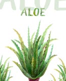 Akwarela ilustracyjny aloes Vera royalty ilustracja Akwarela ilustracyjny aloes Vera royalty ilustracja