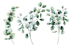 Akwarela siającego i srebnego dolara eukaliptusa set Wręcza malującą eukaliptus gałąź, liście odizolowywających na bielu i ilustracja wektor Akwarela siającego i srebnego dolara eukaliptusa set Wręcza malującą eukaliptus gałąź, liście odizolowywających na bielu i ilustracja wektor
