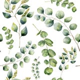 Akwarela wzór z eukaliptusem Ręka malował kwiecistego ornament z srebnym dolarem i dziecko eukaliptusowymi gałąź, siającym ilustracji Akwarela wzór z eukaliptusem Ręka malował kwiecistego ornament z srebnym dolarem i dziecko eukaliptusowymi gałąź, siającym ilustracji