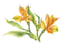 Akwareli alstroemeria na białym tle royalty ilustracja Akwareli alstroemeria na białym tle royalty ilustracja
