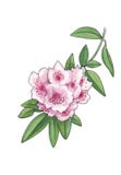 Akwareli botaniczna ilustracja azalii gałąź royalty ilustracja Akwareli botaniczna ilustracja azalii gałąź royalty ilustracja