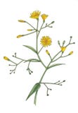 Akwareli botaniczna ilustracja żółci kwiaty ilustracji Akwareli botaniczna ilustracja żółci kwiaty ilustracji