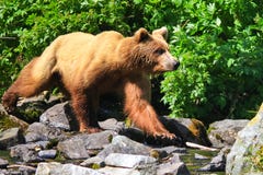 Alaska Brown Grizzly Bear On The Move Stock Images Alaska Brown Grizzly Bear On The Move Stock Images